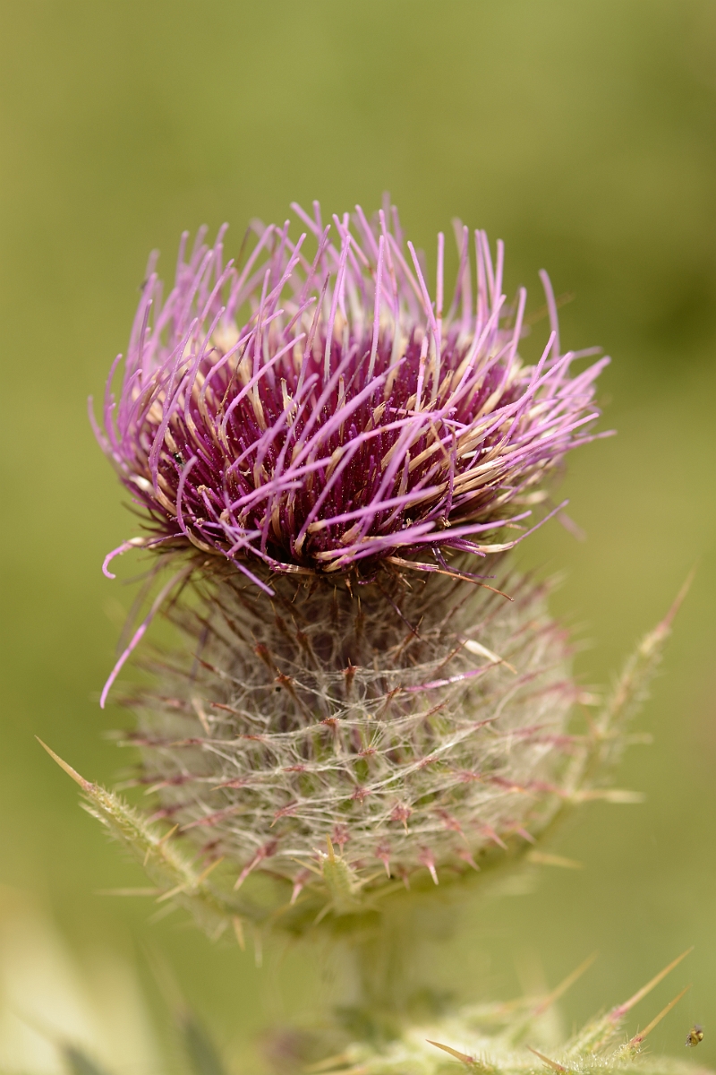 David Plant Photography - Wildlife Photography - Woolly thistle - D.jpg - Woolly thistle flower - Bedfordshire