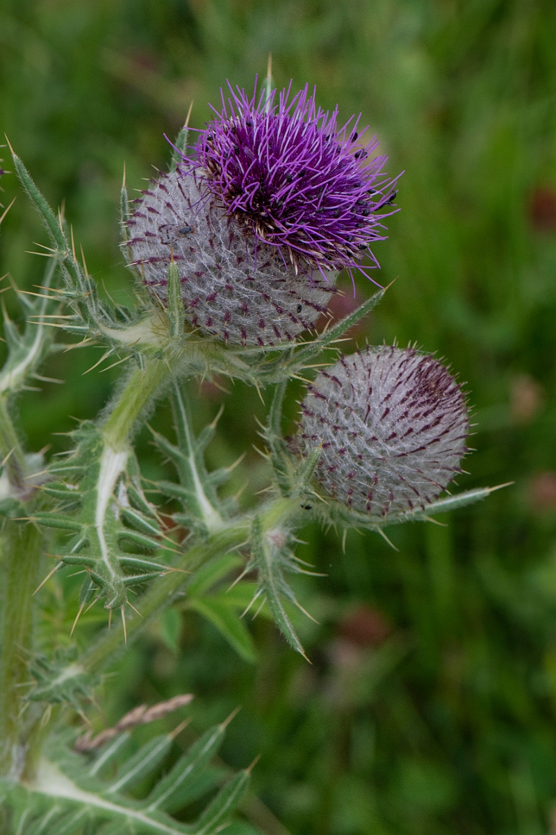 David Plant Photography - Wildlife Photography - Woolly thistle - E.JPG - Woolly thistle - East Yorkshire