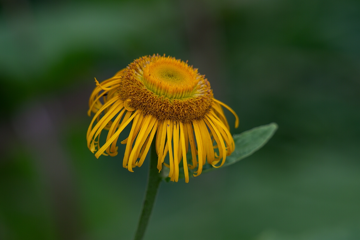 David Plant Photography - Wildlife Photography - Yellow oxeye, Telekia speciosa - C.jpg - Yellow oxeye - Cambridgeshire