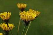 David Plant Photography - Wildlife Photographer - Beaked hawksbeard - A