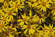 David Plant Photography - Wildlife Photographer - Common ragwort - A