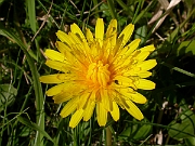 David Plant Photography - Wildlife Photographer - Dandelion - A