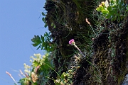 David Plant Photography - Wildlife Photography - Alpine fleabane - A
