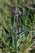 David Plant Photography - Wildlife Photography - Alpine saw-wort - A