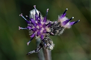 David Plant Photography - Wildlife Photography - Alpine saw-wort - B