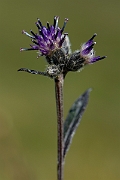 David Plant Photography - Wildlife Photography - Alpine saw-wort - C