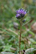 David Plant Photography - Wildlife Photography - Alpine saw-wort - D