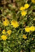 David Plant Photography - Wildlife Photography - Autumn hawkbit - A
