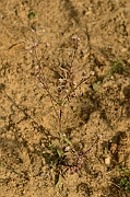 David Plant Photography - Wildlife Photography - Blue fleabane - A
