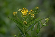David Plant Photography - Wildlife Photography - Broad-leaved ragwort - A
