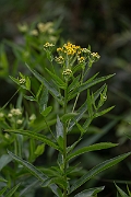 David Plant Photography - Wildlife Photography - Broad-leaved ragwort - B