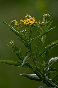 David Plant Photography - Wildlife Photography - Broad-leaved ragwort - C