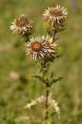 David Plant Photography - Wildlife Photography - Carline thistle - A