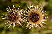 David Plant Photography - Wildlife Photography - Carline thistle - B