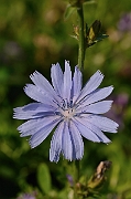 David Plant Photography - Wildlife Photography - Chicory - A