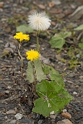 David Plant Photography - Wildlife Photography - Coltsfoot - B