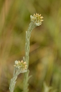 David Plant Photography - Wildlife Photography - Common cudweed - A