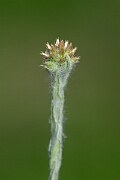 David Plant Photography - Wildlife Photography - Common cudweed - B