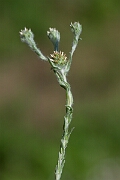 David Plant Photography - Wildlife Photography - Common cudweed - D