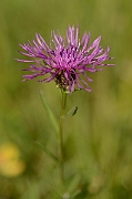 David Plant Photography - Wildlife Photography - Common knapweed - A