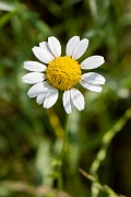 David Plant Photography - Wildlife Photography - Corn chamomile - A