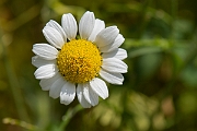 David Plant Photography - Wildlife Photography - Corn chamomile - B