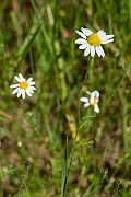 David Plant Photography - Wildlife Photography - Corn chamomile - D