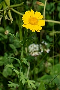 David Plant Photography - Wildlife Photography - Corn marigold - A
