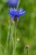 David Plant Photography - Wildlife Photography - Cornflower - B
