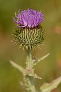 David Plant Photography - Wildlife Photography - Cotton thistle - C