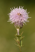 David Plant Photography - Wildlife Photography - Creeping thistle - C