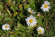 David Plant Photography - Wildlife Photography - Daisy - B