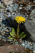 David Plant Photography - Wildlife Photography - Dandelion - D