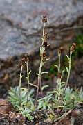 David Plant Photography - Wildlife Photography - Dwarf cudweed - B