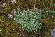 David Plant Photography - Wildlife Photography - Dwarf cudweed - C