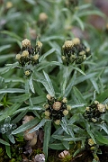 David Plant Photography - Wildlife Photography - Dwarf cudweed - F