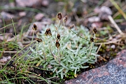 David Plant Photography - Wildlife Photography - Dwarf cudweed - G