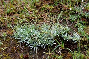 David Plant Photography - Wildlife Photography - Dwarf cudweed - I