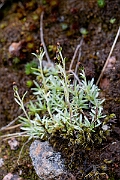 David Plant Photography - Wildlife Photography - Dwarf cudweed - J