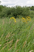 David Plant Photography - Wildlife Photography - Fen ragwort - C