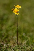David Plant Photography - Wildlife Photography - Field fleawort - A