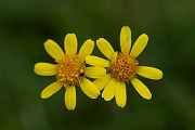 David Plant Photography - Wildlife Photography - Field fleawort - C