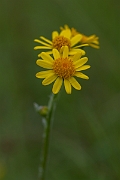 David Plant Photography - Wildlife Photography - Field fleawort - F