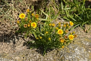 David Plant Photography - Wildlife Photography - Golden samphire - B
