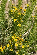 David Plant Photography - Wildlife Photography - Golden samphire - C