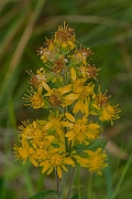David Plant Photography - Wildlife Photography - Goldenrod - B
