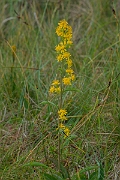 David Plant Photography - Wildlife Photography - Goldenrod - C