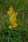 David Plant Photography - Wildlife Photography - Goldenrod - D