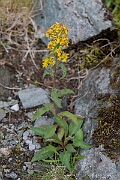 David Plant Photography - Wildlife Photography - Goldenrod - E