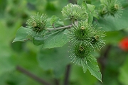 David Plant Photography - Wildlife Photography - Greater burdock - A